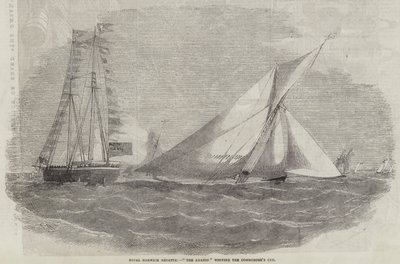 Royal Harwich Regatta, Amazon vinner Commodore