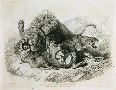 Tävlande grupp efter naturen, plåt 6 från tjugo gravyrer av lejon, tigrar, pantrar och leoparder... graverad av Thomas Landseer (1795-1880) 1823 av Edwin after Landseer