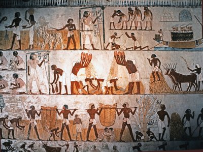 EGYPTISK KONST: Skördescen. Väggmålning i Mennas grav i Elwe..., ca 1400 f.Kr (kalksten) av Egyptian 18th Dynasty