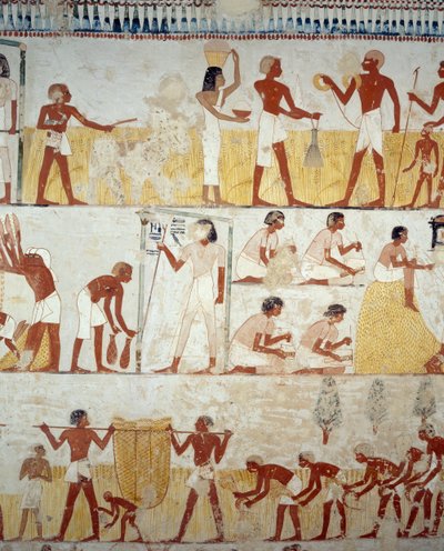 Skörda, tröska och vinna spannmål, detaljer från fresker i vestibulen av Mennas grav, Sheikh Abd el Qurnah Necropolis, Luxor, Thebe (Unescos världsarvslista av Egyptian 18th Dynasty