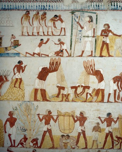 Skörda, tröska och vinna spannmål, detaljer från fresker i vestibulen av Mennas grav, Sheikh Abd el Qurnah Necropolis, Luxor, Thebe (Unescos världsarvslista av Egyptian 18th Dynasty