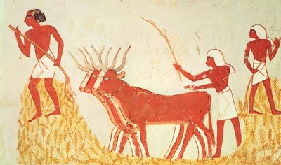 Att använda kor för att trampa vete, från Mennas grav, New Kingdom (väggmålning) (se även 251665) av Egyptian 18th Dynasty