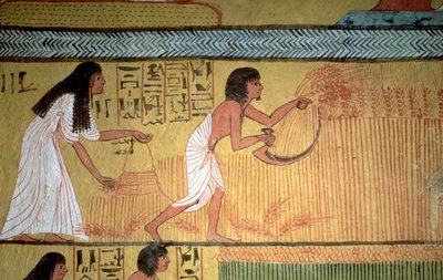 Detalj av en skördescen på östmuren, från Sennedjems grav, The Workers" Village, New Kingdom av Egyptian 19th Dynasty