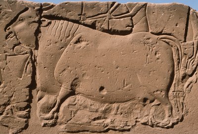 Detalj av en relief föreställande en ko, Ramses II (1298-32 f.Kr.) innergård (kalksten) av Egyptian 19th Dynasty