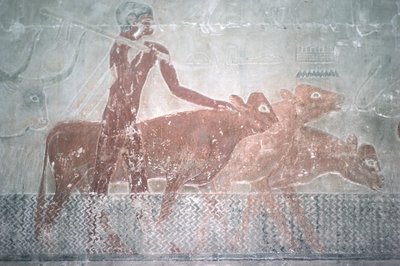 Boskap som vadar en kanal i Mastaba Chapel of Ti, Old Kingdom (väggmålning) av Egyptian 5th Dynasty