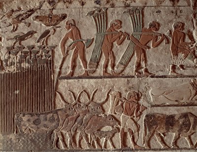 Skördar papyrus och en grupp kor, Gamla kungariket (väggmålning) av Egyptian 5th Dynasty