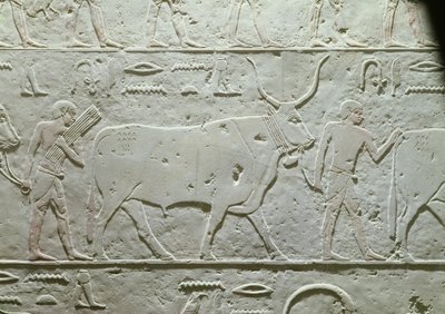 Herde som leder en tjur, detalj från Mastaba av Akhethotep, från Saqqara, Gamla kungariket, ca 2500 f.Kr. (målad kalksten) av Egyptian 5th Dynasty