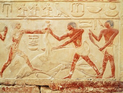 Slaktare som slaktar en oxe, relief från prinsessan Iduts grav, Gamla kungariket, ca 2330 f.Kr. (målad kalksten) av Egyptian 6th Dynasty