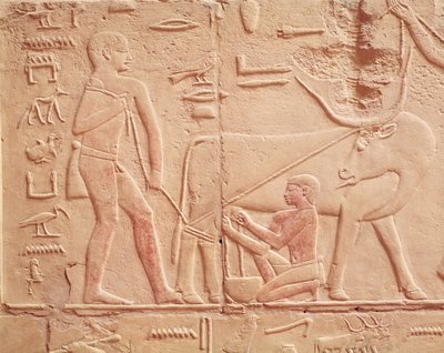 Relief som visar en man som mjölkar en ko, från Mastaba i Kagemni, Gamla kungariket (målad kalksten) av Egyptian 6th Dynasty