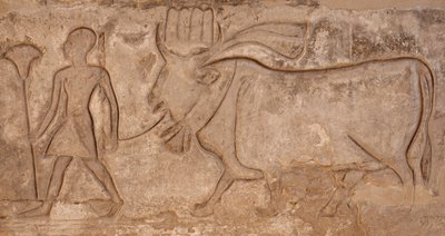 Man som drar en ko, Horustemplet, Edfu av Egyptian Egyptian