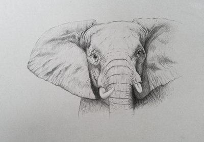 Elephant, 2011 (akvarellfärg och blyerts på papper) av Eleanor Grafton