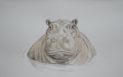 Flodhäst, 2021 (akvarell) av Eleanor Grafton
