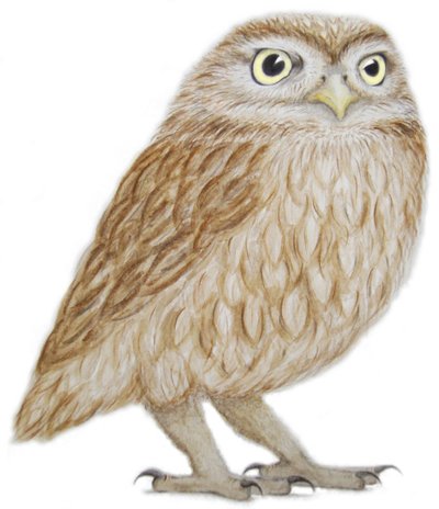 Little Owl, 2011 (akvarellfärg och blyerts på papper) av Eleanor Grafton