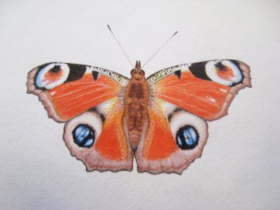 Påfågelfjäril, 2012 (akvarellfärg och blyerts) av Eleanor Grafton