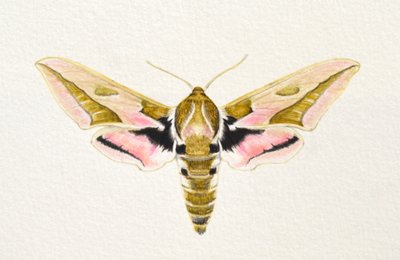 Spurge Hawk Moth, 2023 (akvarell) av Eleanor Grafton