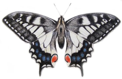 Svalstjärt, 2012 (akvarellfärg och blyerts) av Eleanor Grafton