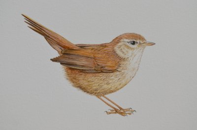 Warbler, 2023 av Eleanor Grafton