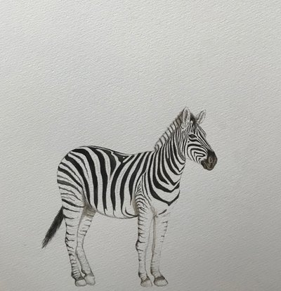 Zebra, 2018 (akvarellpenna och färg) av Eleanor Grafton