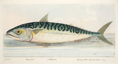 Makrillen, från A Treatise on Fish and Fish-damms, pub. 1832 (handfärgad gravyr) av Eleazar Albin