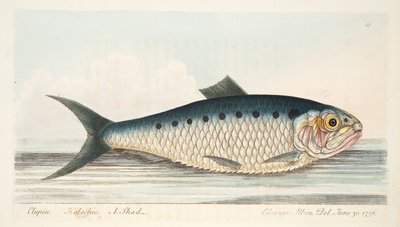 The Shad, från A Treatise on Fish and Fish-damms, pub. 1832 (handfärgad gravyr) av Eleazar Albin