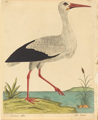 Storken (Ciconia Alba) av Eleazar Albin