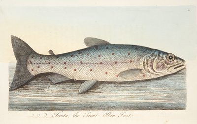 Öringen, från A Treatise on Fish and Fish-damms, pub. 1832 (handfärgad gravyr) av Eleazar Albin