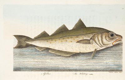 The Whiting, från A Treatise on Fish and Fish-damms, pub. 1832 (handfärgad gravyr) av Eleazar Albin