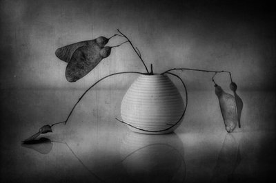 Minimalistiskt botaniskt stilleben av Elena Arjona