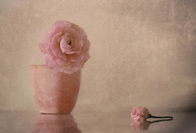 Mjukrosa ranunkelblomma av Elena Arjona