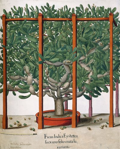 Ficus Indica Eystetten fis ex uno Folio Enata lu Xurians, 1613 av Elias Gottleib Haussmann
