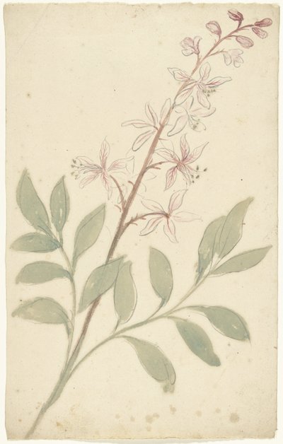 Blomstudie av Elias van Nijmegen
