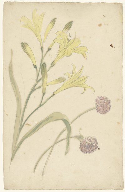 Blomstudier av en gul lilja och en blommande lök av Elias van Nijmegen
