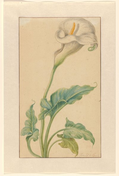 Vit arronskaft av Elias van den Broeck (signed by artist)
