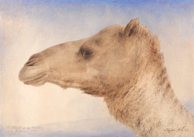 Porträtt av konstnärens dromedar av Elijah Walton