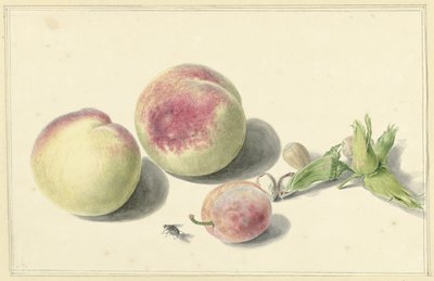 Persikor, nötter, ett plommon och en fluga av Elisabeth Geertruida van de Kasteele