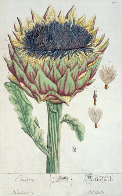 Kronärtskocka, från "Herbarium Blackwellianum", 1757 (penna, bläck och wc på papper) av Elizabeth Blackwell