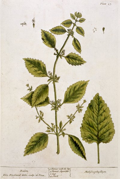 Balsam, plansch 27 från "A Curious Herbal", publicerad 1782 (färggravyr). av Elizabeth Blackwell