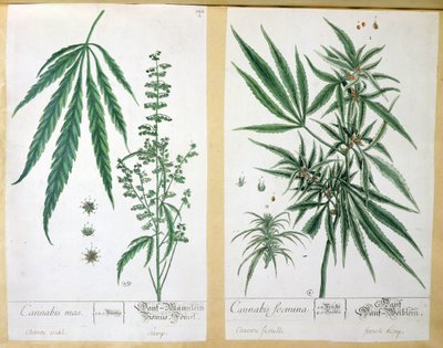 Cannabis mas och Cannabis foemina, från 