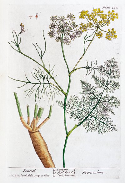 Fänkål, 1782 av Elizabeth Blackwell