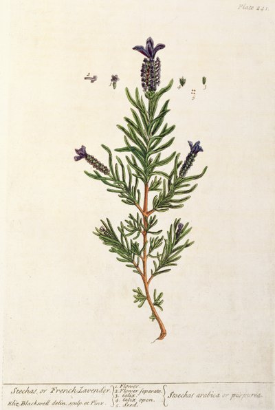 Fransk lavendel, platta 241 från "A Curious Herbal", publicerad 1782 (färggravyr). av Elizabeth Blackwell
