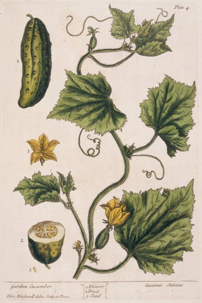 Trädgårdsgurka, plansch 4 från "A Curious Herbal", publicerad 1782 (färggravyr). av Elizabeth Blackwell