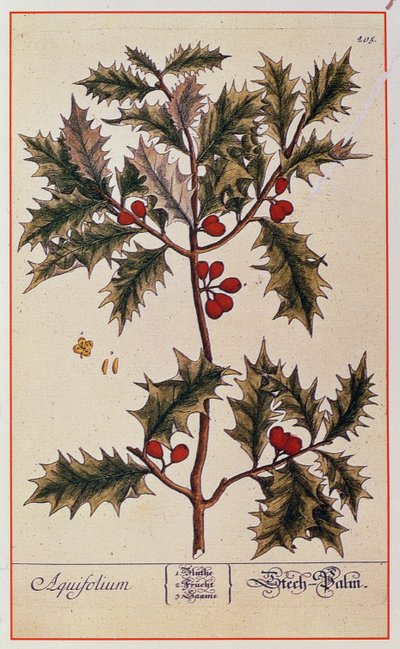 Holly från "A Curious Herbal", 1782 av Elizabeth Blackwell