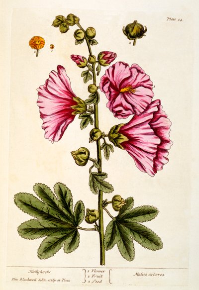Hollyhocks, tallrik 54 från 
