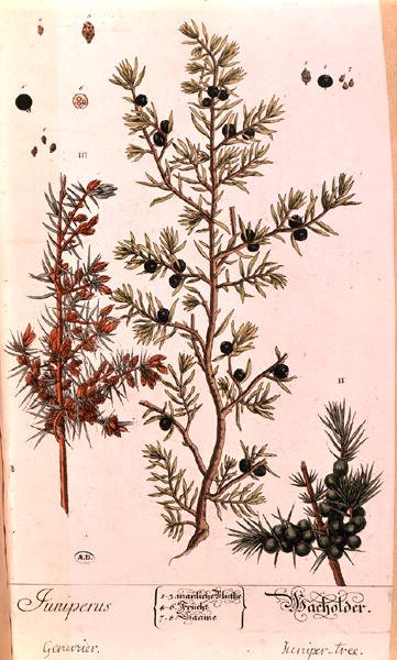 Juniper (Juniperus) tallrik från den tyska upplagan av "A Curious Herbal", publicerad 1757 (färgad gravyr) av Elizabeth Blackwell