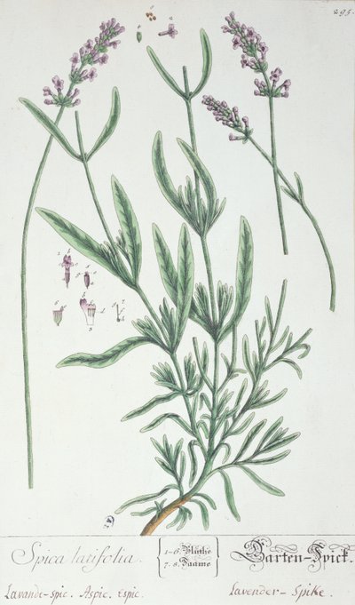 Lavender Spike, tallrik från 