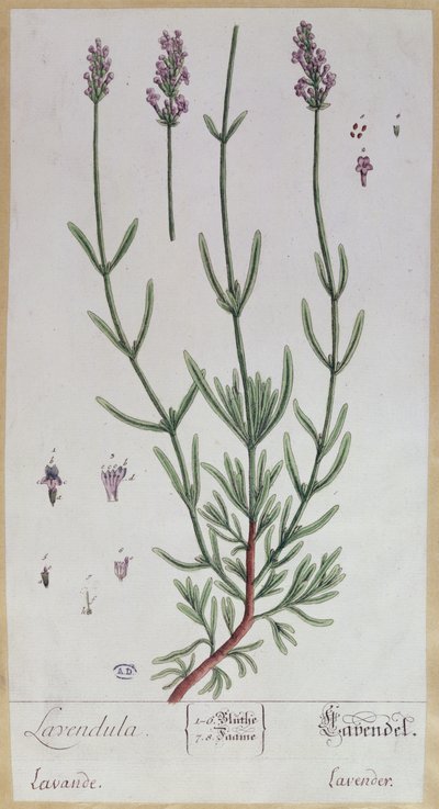 Lavendel, tallrik från 