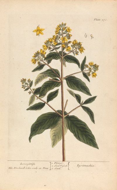 Lysimachia (Loosestrife), Tallrik 278 från 