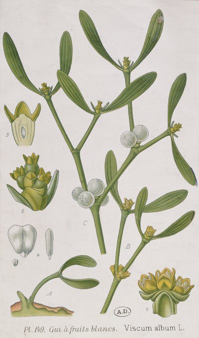 Mistel, från "A Curious Herbal", publicerad i Nürnberg 1757 av Elizabeth Blackwell