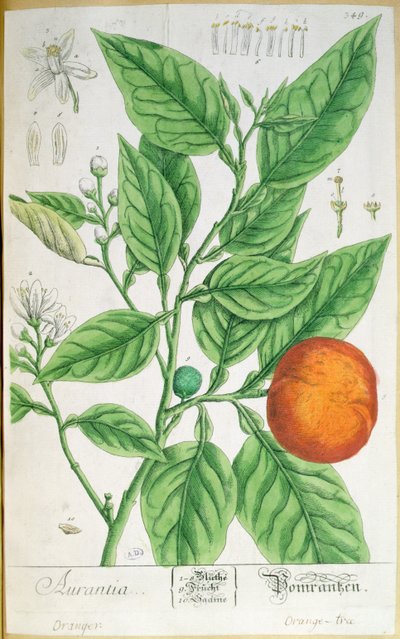 Orange gren med frukt, från 