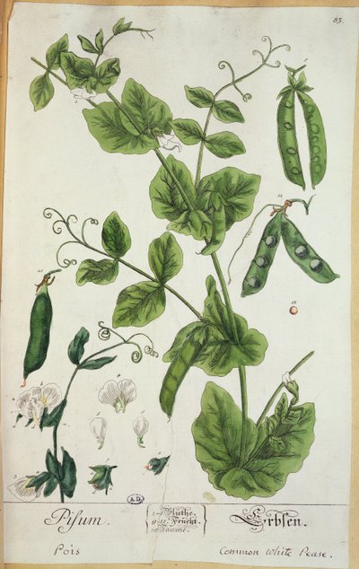 Ärta, platta från konstnärens Herbarium Blackwellianum, 1757 (penna och bläck samt wc på papper) av Elizabeth Blackwell